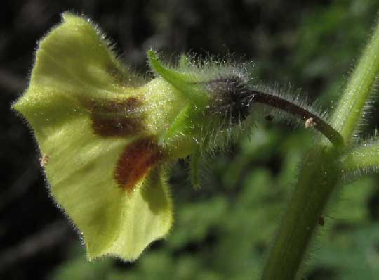 Hairy Husk-tomato, PHYSALIS PUBESCENS, flower with hairy calyx
