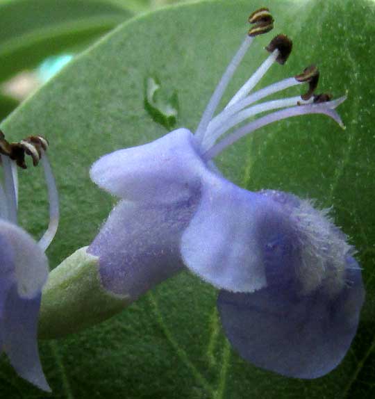 Threeleaf Chastetree, VITEX TRIFOLIA, flower