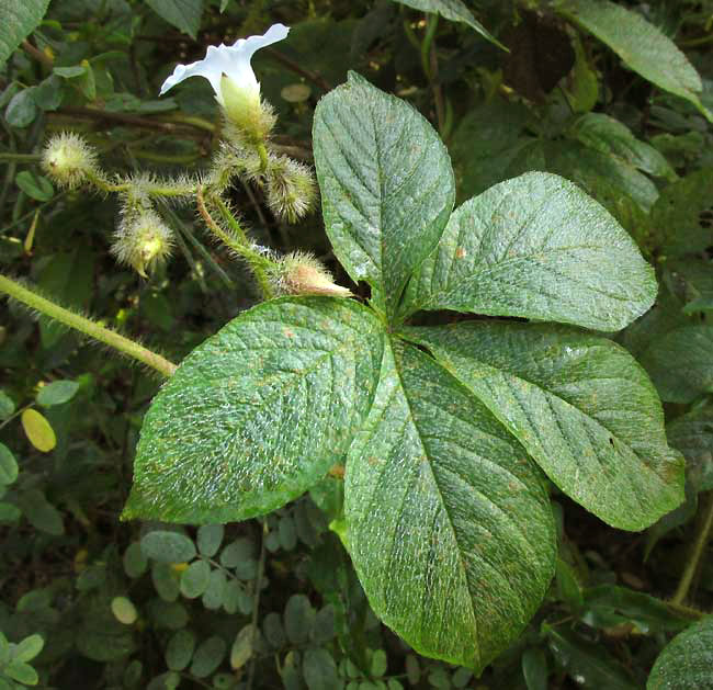 Hairy Woodrose, MERREMIA AEGYPTIA