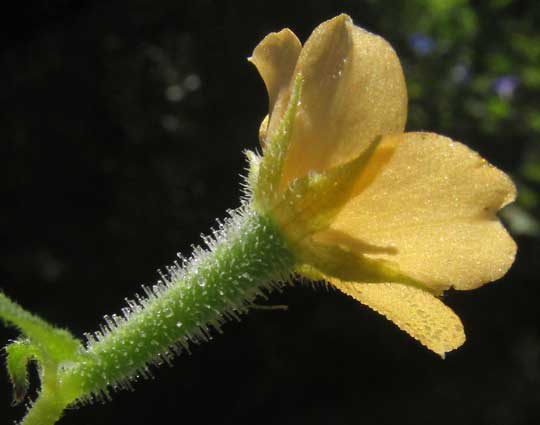 Tropical Stickleaf, MENTZELIA ASPERA, flower side view showing ovary