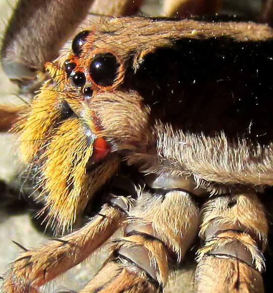 Wolf Spider -- LYCOSA/ HOGNA, face