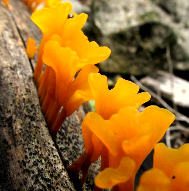 Fan-shaped Jelly Fungus, DACRYOPINAX SPATHULARIA