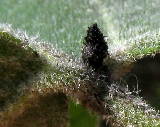 SENNA VILLOSA gland & hairy leaf & petiole