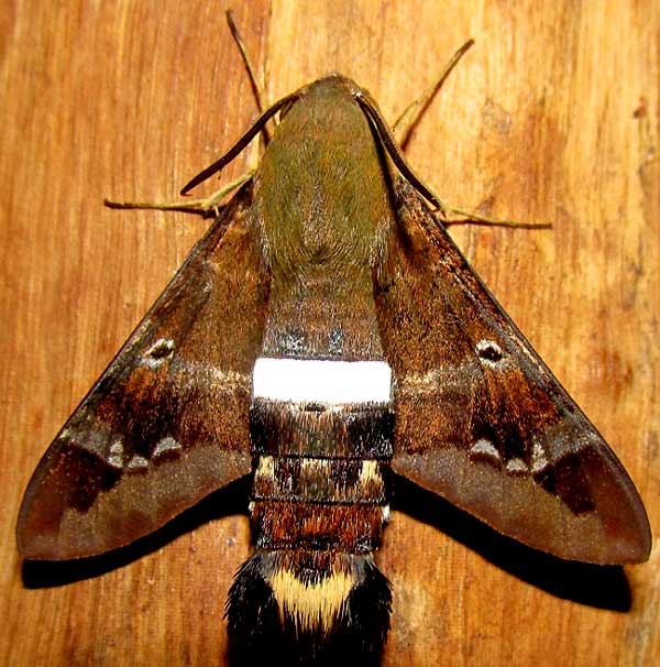 Clavipes Sphinx, AELLOPOS CLAVIPES