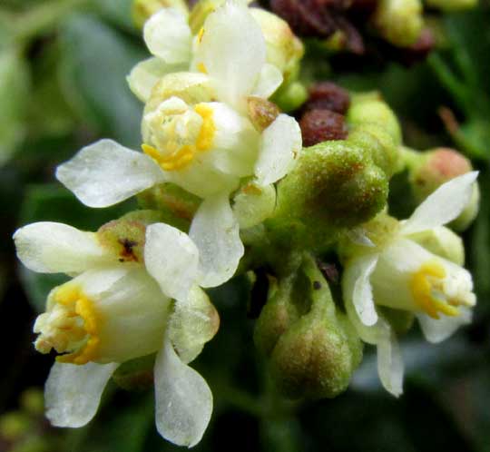 Maidenhair Serjania, SERJANIA ADIANTOIDES, flowers