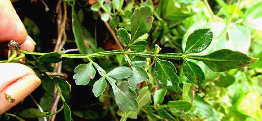 Maidenhair Serjania, SERJANIA ADIANTOIDES, leaf