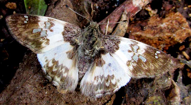 CLETA Tufted-Skipper, POLYCTOR CLETA