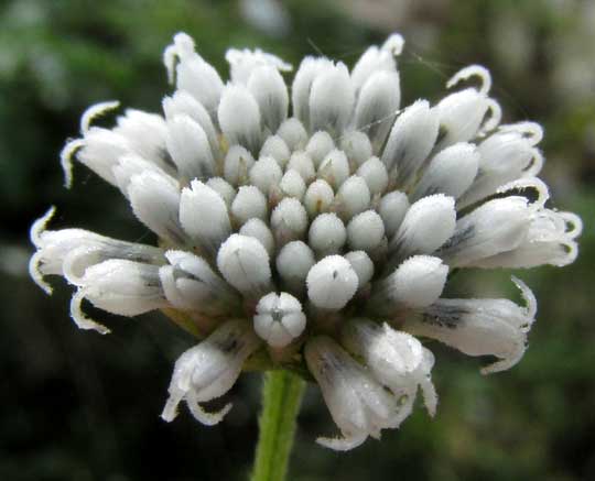 Snow Squarestem, MELANTHERA NIVEA, flowering head