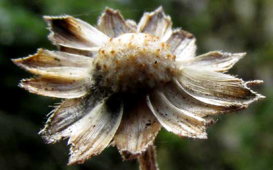 Snow Squarestem, MELANTHERA NIVEA, old involucre forming flower
