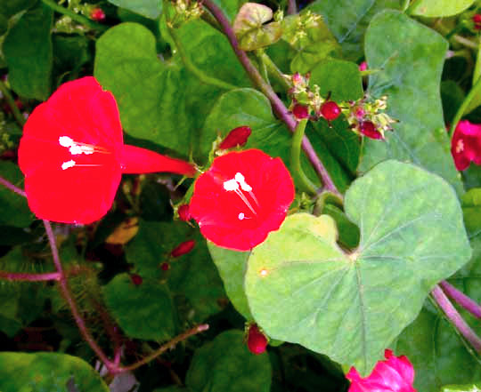 Red Morning Glory, IPOMOEA HEDERIFOLIA, flowers & leaf
