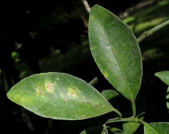 Tangerine, CITRUS RETICULATA, leaves