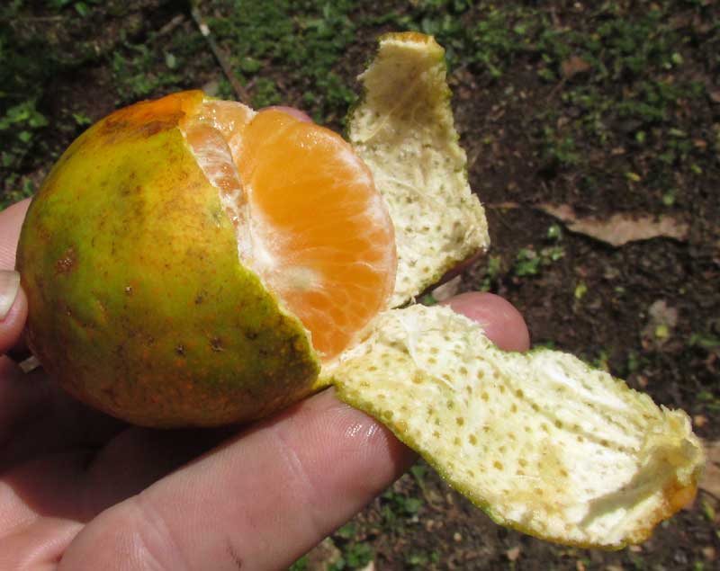 Tangerine, CITRUS RETICULATA, fruit of old variety