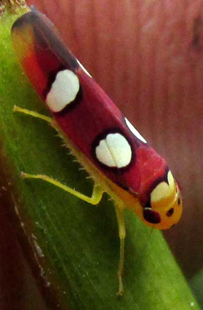 Sharpshooter Leafhopper, ERYTHROGONIA LAUDATA