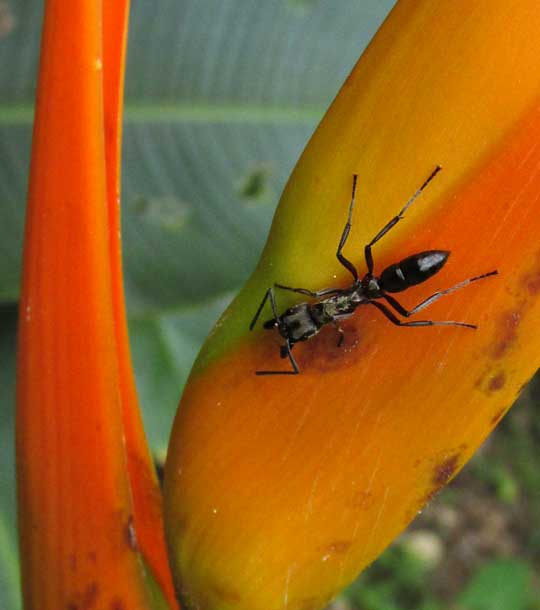 Hairy Panther Ant, PACHYCONDYLA VILLOSA, on heliconia