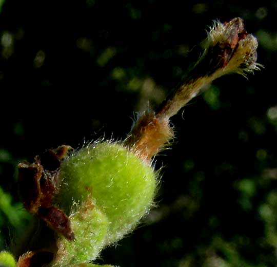 Velvetseed, GUETTARDA ELLIPTICA, immature fruit with old corolla