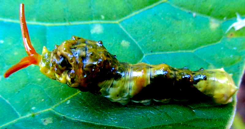 caterpillar of Thoas Swallowtail, PAPILIO THOAS with osmeterium