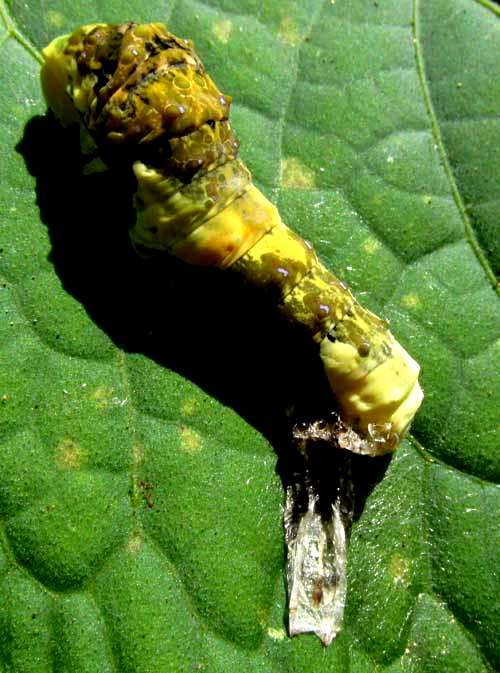 caterpillar of Thoas Swallowtail, PAPILIO THOAS with old skin