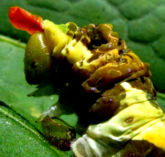 caterpillar of Thoas Swallowtail, PAPILIO THOAS, with osmeteria