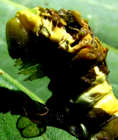 caterpillar of Thoas Swallowtail, PAPILIO THOAS, new instar