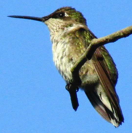 Ruby-throated Hummingbird, winter plumage