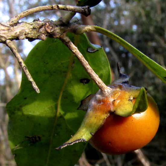 Persimmon, DIOSPYROS ANISANDRA, fruit showing sepals
