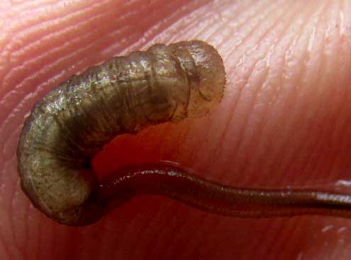 Rat-tailed Maggot, close-up