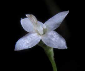 Hedyotis callitrichoides flower