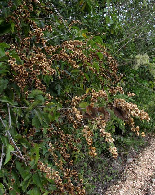 Chewstick, GOUANIA LUPULOIDES, fruiting