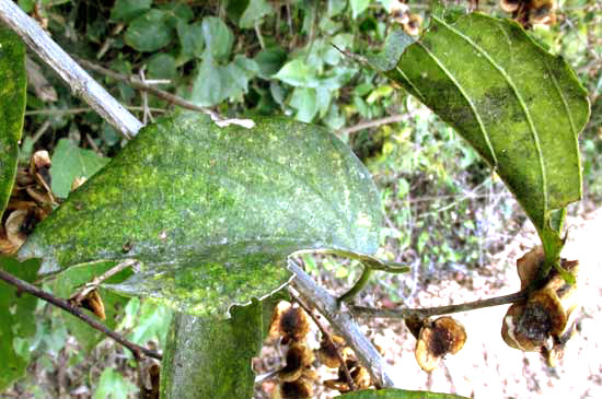 Chewstick, GOUANIA LUPULOIDES, leaves & fruits