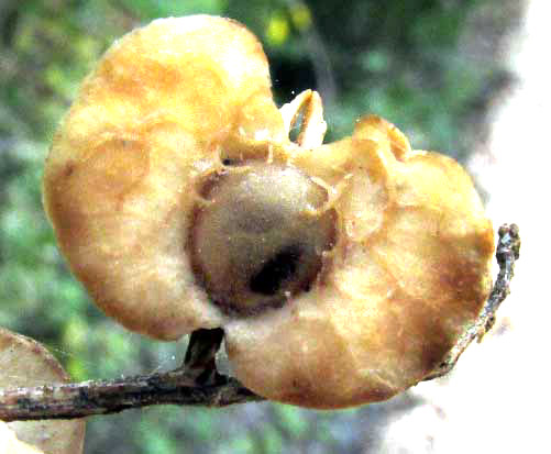 Chewstick, GOUANIA LUPULOIDES, fruit