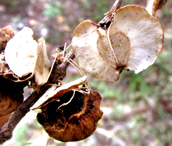 Chewstick, GOUANIA LUPULOIDES, split open fruits