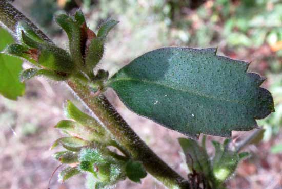 Goatweed, CAPRARIA FRUTESCENS, leaf