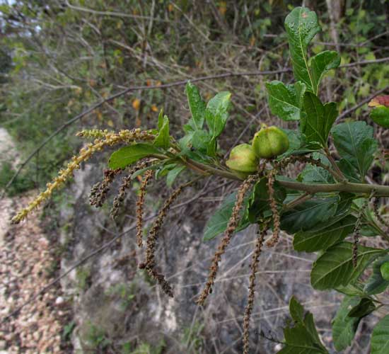 PAULLINIA FUSCESCENS, immature fruits