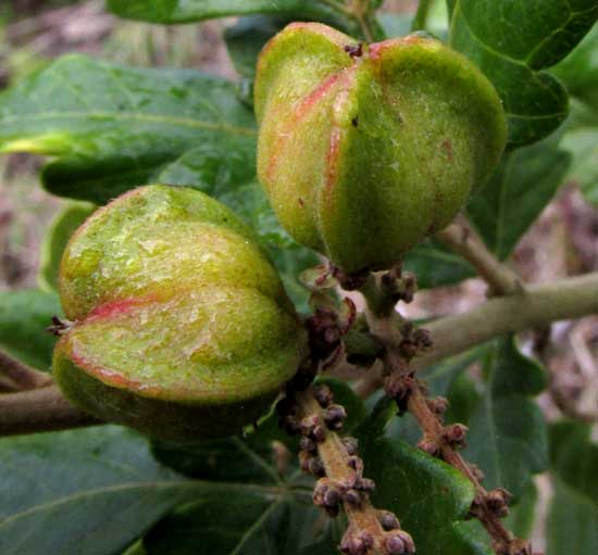 PAULLINIA FUSCESCENS, immature fruits