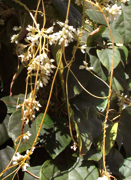 Dodder, CUSCUTA CORYMBOSA var. STYLOSA