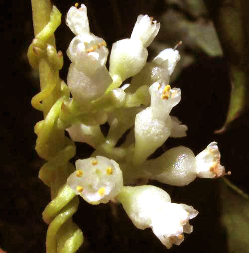 Dodder, CUSCUTA CORYMBOSA var. STYLOSA, flowers