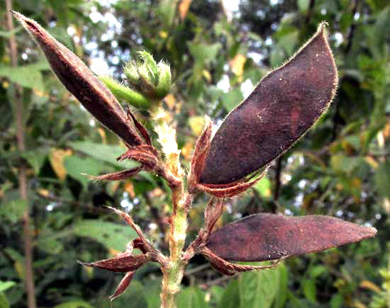 Habilla, RHYNCHOSIA RETICULATA, legumes