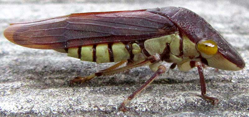 Sharpshooter Leafhopper, PSEUDOPHERA CONTRARIA, side view