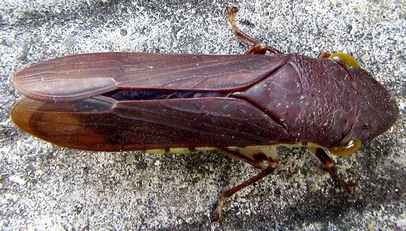 Sharpshooter Leafhopper, PSEUDOPHERA CONTRARIA, top