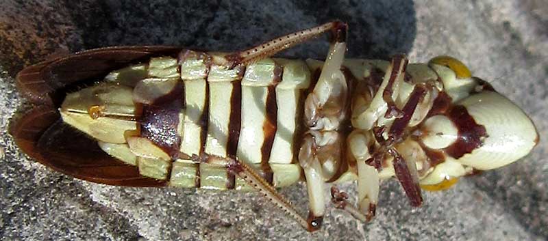 Sharpshooter Leafhopper, PSEUDOPHERA CONTRARIA, bottom
