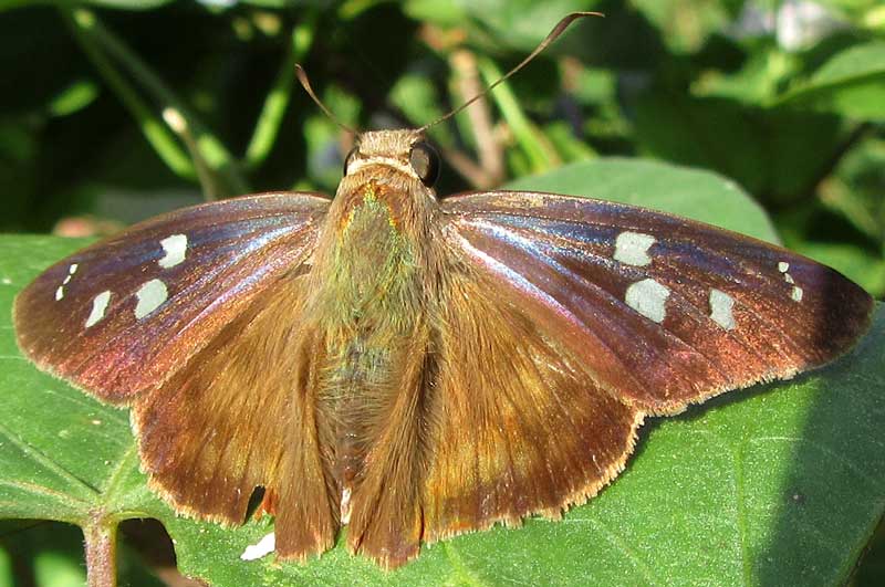 Hammock Skipper, POLYGONUS LEO