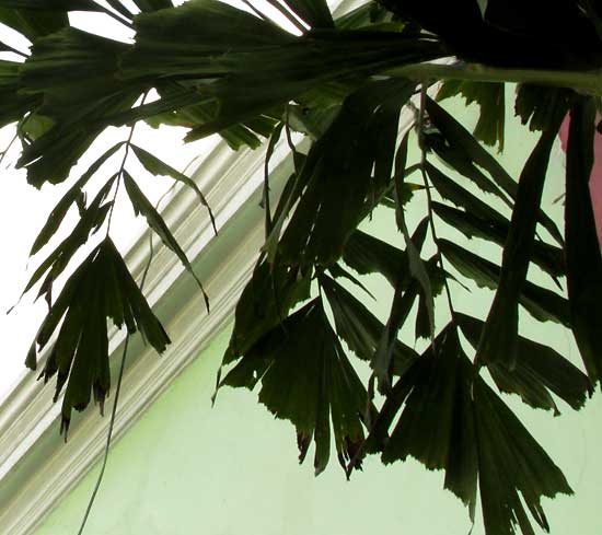 Clustering Fishtail Palm, CARYOTA MITIS, frond