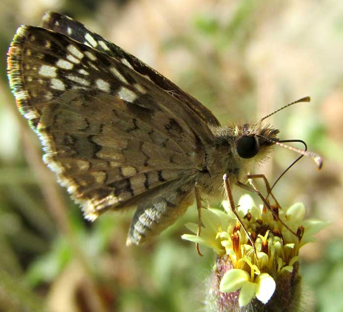 Coatbuttons, TRIDAX PROCUMBENS, visited by Tropical Checkered-Skipper, Pyrgus oileus
