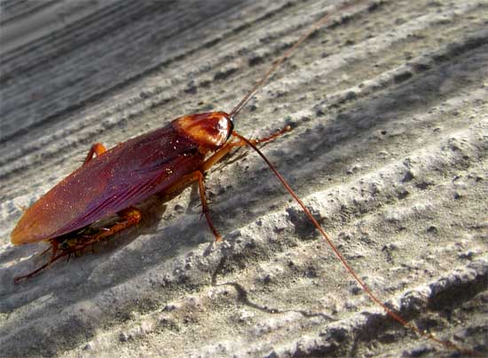 American Cockroach, PERIPLANETA AMERICANA
