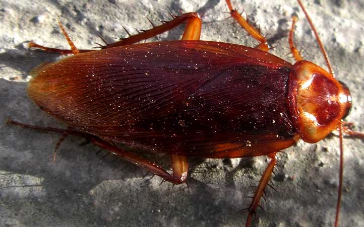 American Cockroach, PERIPLANETA AMERICANA