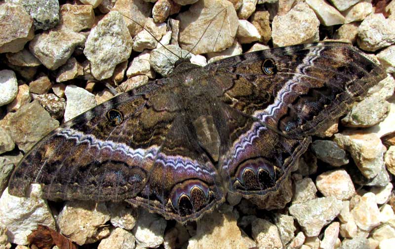 Black Witch Moth, ASCALAPHA ODORATA, top