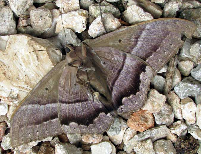 Black Witch Moth, ASCALAPHA ODORATA, bottom