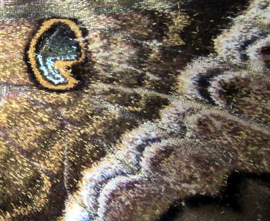 Black Witch Moth, ASCALAPHA ODORATA, close-up of wing design