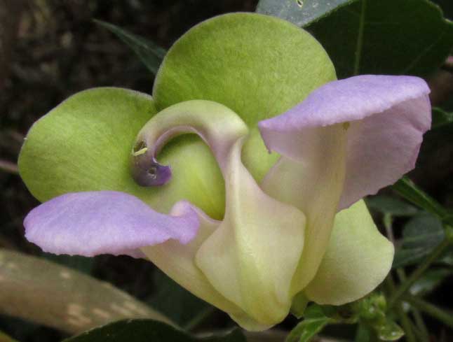 SIGMOIDOTROPIS ELEGANS, flower from front