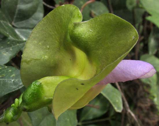 SIGMOIDOTROPIS ELEGANS, flower from behind